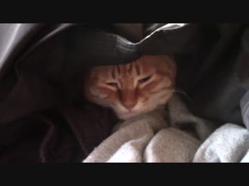 拾いねこ＠生後1331/1298日目　埋まるアコさん