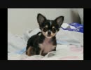 【ちわわ日記】強襲！奈々ガクルガ！【10日目その2】