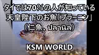 【KSM】タイでは70％の人が知っている 天皇陛下のお魚「プラーニン」