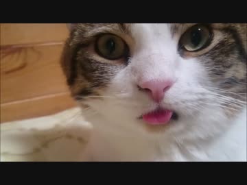 ネコがたまにする面白い仕草　いろいろ