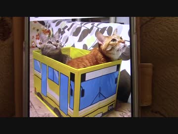 拾いねこ＠生後1332/1299日目　匠さんがいんすたを始めたそうです。