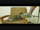 Plants and Animals - Stay