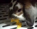 ツンデレウサギ