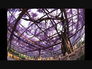 写真の集 　春