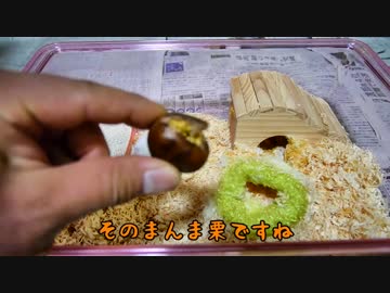 【ハム大福】焼栗大福【9個目】
