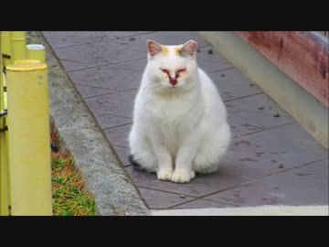 ゆっくり古寺巡礼　vol.49　長野別所温泉　国宝巡り＜２＞