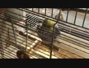 オカメインコに水浴（霧吹）してたら脱走した！！！