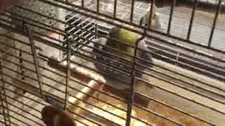 オカメインコに水浴（霧吹）してたら脱走した！！！