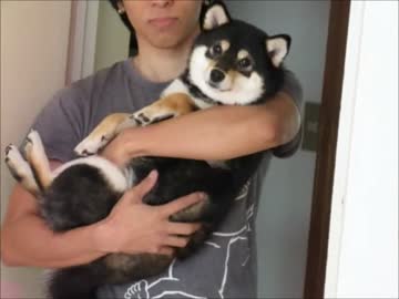 柴犬りょう、ベニコをペロッ！（１６年２月２９日）