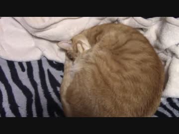 拾いねこ＠生後1334/1301日目　寒い！外雪降ってましたよ。