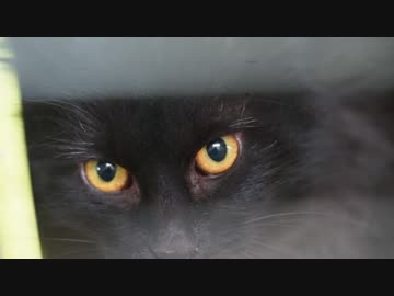 ひかりとしじま