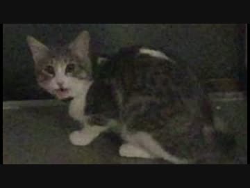 里帰り中の元捨て猫NICEフレーメン！！！！