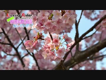 Luxury Rider 012 春到来 Ninja650で行く  河津桜お花見 伊豆ツーリング