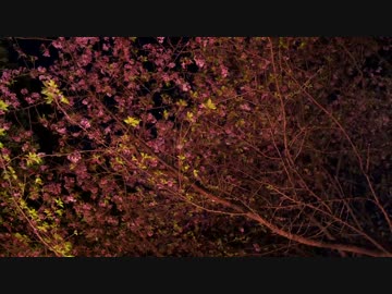 【お気楽バイク旅】河津キャンプツーリング【MT-07】