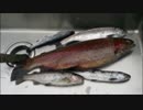2.29bikou師【釣り】トラウトｗ