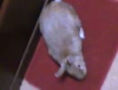 我が家のウサギ