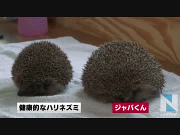 太りすぎたハリネズミがダイエットに挑戦