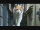 地域の護り猫に御足労頂く