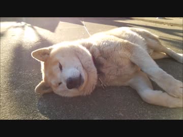 こいこい犬2016