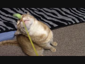 拾いねこ＠生後1335/1302日目　寝起きにじゃらされるのかの実験。