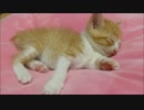 赤ちゃん猫が一日中遊びまわって爆睡するまでzzz