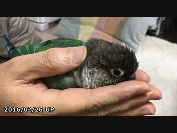 ウロコインコ：チビハル【Twitter動画～まとめ】