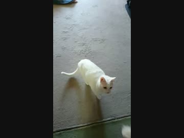 こいつは犬か？