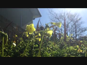 この花の名前は？