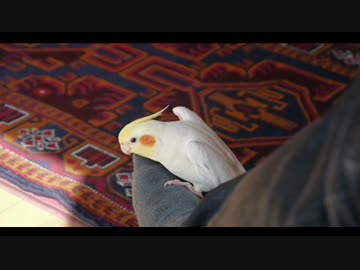 【オカメインコ】　「チョコボのテーマ」を練習　【飼い主と一緒】