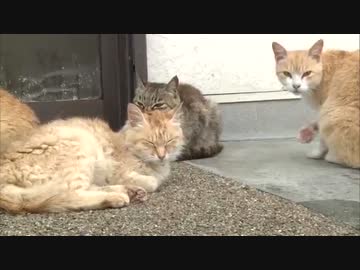 「猫の楽園」でいったい何が・・・