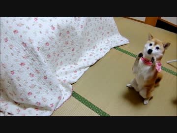 柴犬いちごと猫ミルキーのかくれんぼ　
