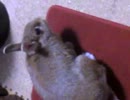 我が家のウサギ