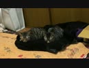 サトイモ子猫兄弟、週刊文春の取材を受ける