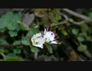 渓流沿いの苔むした岩の上などに花を咲かせるハナネコノメ