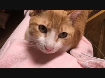 膝の上のトラ