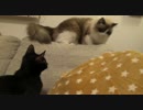 レオとしじみの新生活 Vol.18 　協力プレイでおもちゃを探す猫達