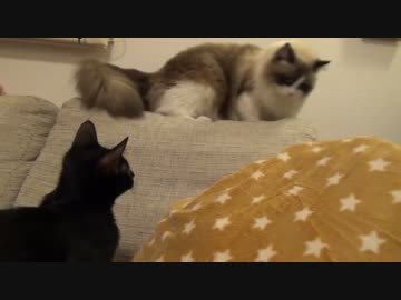 レオとしじみの新生活 Vol.18 　協力プレイでおもちゃを探す猫達