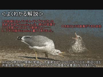 ゆっくり動物雑学「塩水に飛び込んで…」