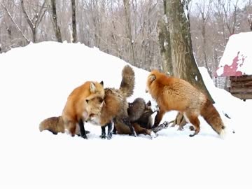 【蔵王キツネ村】交尾と喧嘩