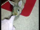 我が家のウサギ
