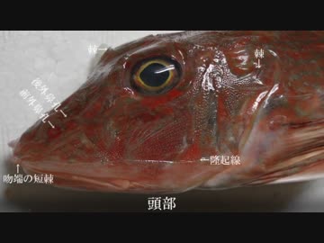 【極貧レシピNo94】ほうぼうのリゾット