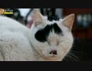 牛柄猫の行動