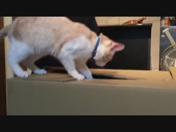 ダンボールの中に潜む悪魔