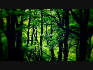 Conslo - 考察の森林