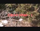 三匹のネコがGO～！