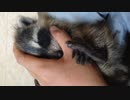 おねんねアライグマ