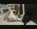 世界一優しい猫パンチ