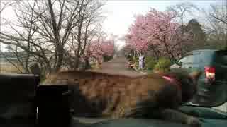 【ドライブ】　桜　【しぃ太】