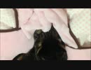 ふみふみ猫ちゃあさん