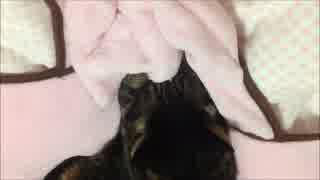 ふみふみ猫ちゃあさん